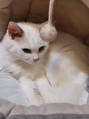 猫罐头