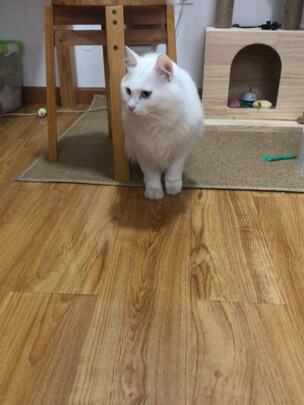 豆腐猫砂