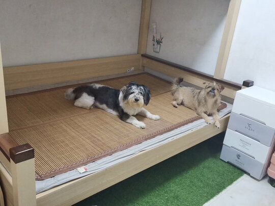 宠物浴液