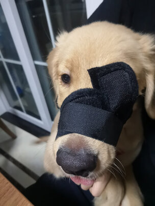 狗狗嘴套