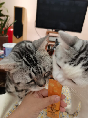 猫条猫零食