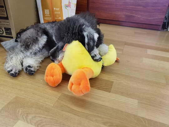 狗狗玩具