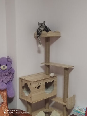 猫爬架