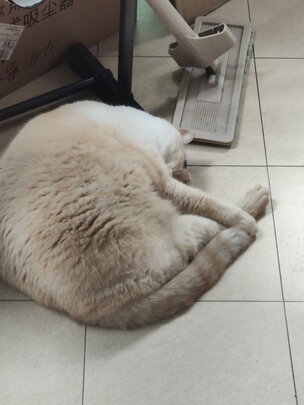 膨润土猫砂