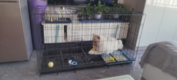  狗笼