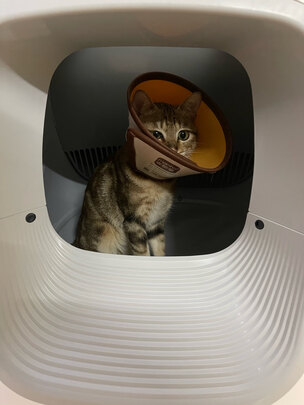 猫砂盆