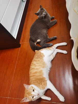 猫玩具