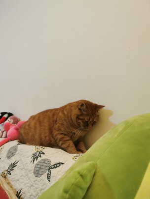 膨润土猫砂
