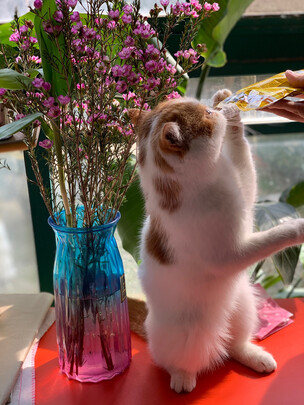 猫零食