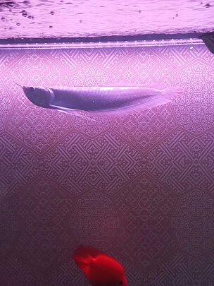 鱼缸灯led灯