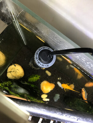 鱼缸加热棒