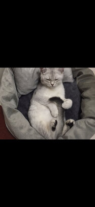 狗窝