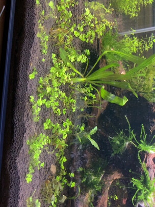 水草泥