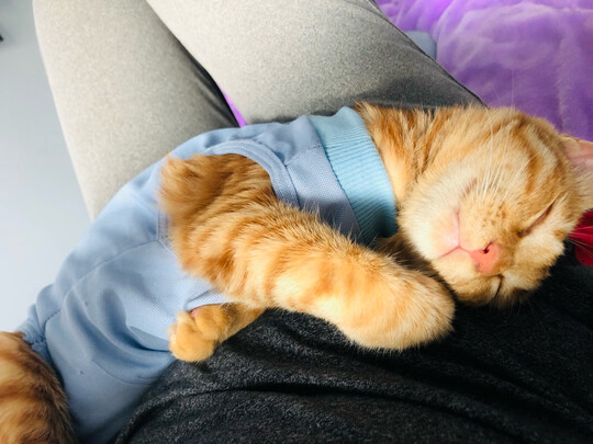 猫咪手术服