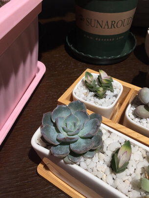 植物生长灯