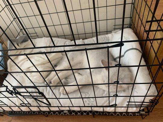 狗笼