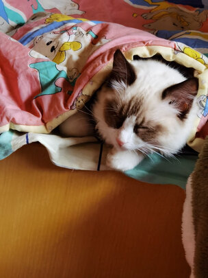 豆腐猫砂