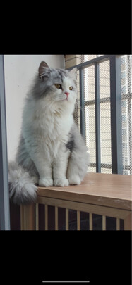 猫粮