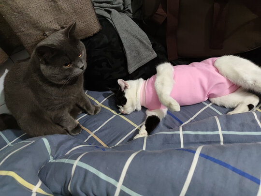 猫咪手术服