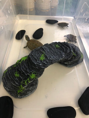 乌龟缸