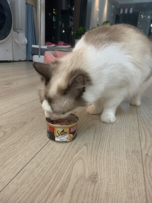 猫罐头