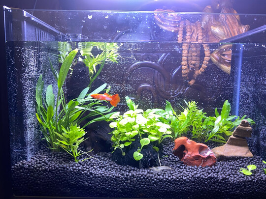 一:选购sea star鱼缸水族箱建议