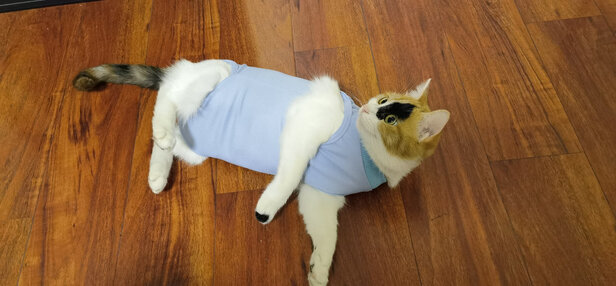猫咪手术服