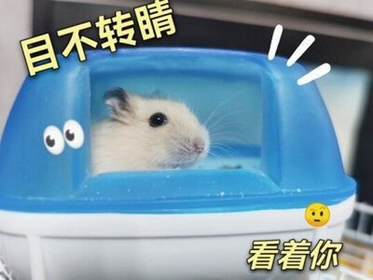 仓鼠笼子