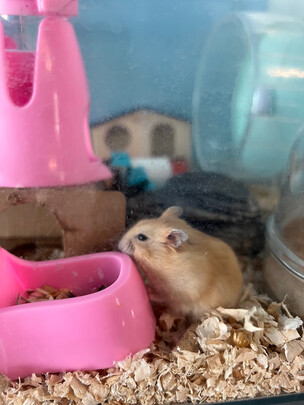 仓鼠水壶