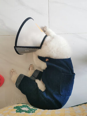  宠物烘干箱
