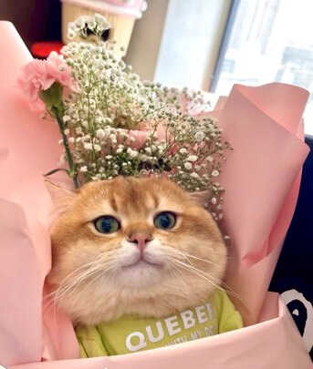 豆腐猫砂