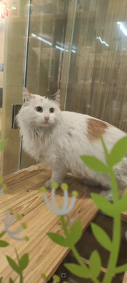 猫粮罐头