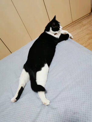 猫狗梳子