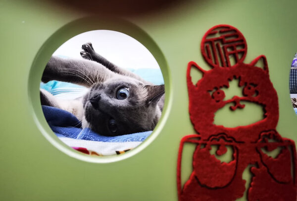 猫窝