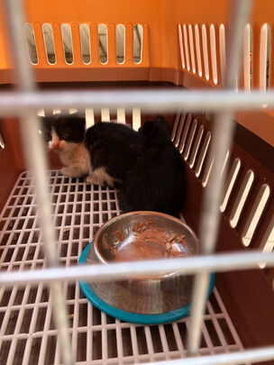  猫笼