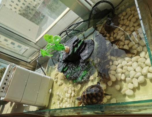 乌龟缸