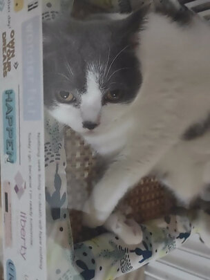 猫冻干