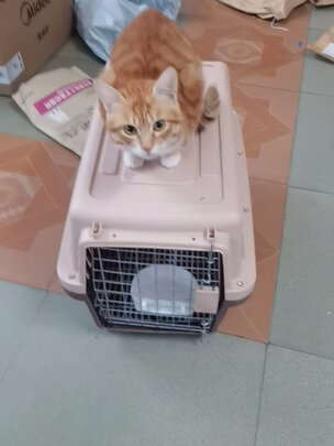 宠物航空箱