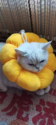 猫项圈