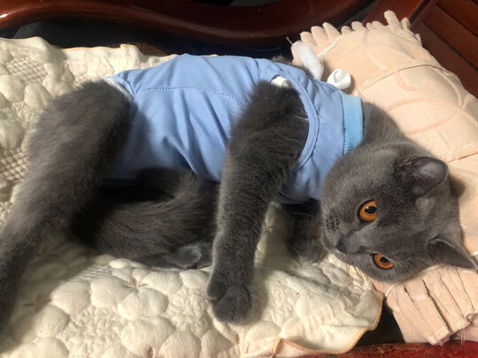 猫咪手术服