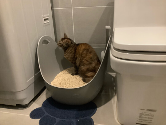 猫砂