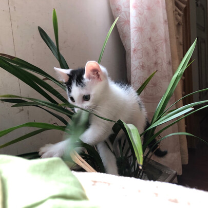 猫粮