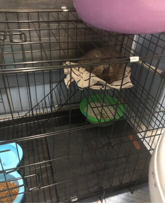 猫笼