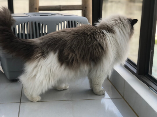 宠物航空箱