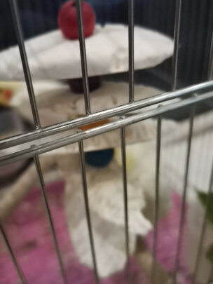 鸟笼