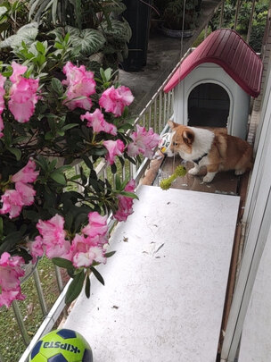 狗窝