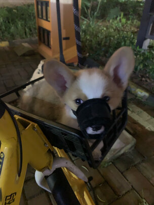 狗粮