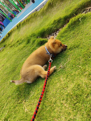 狗狗牵引绳