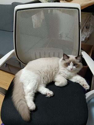 豆腐猫砂