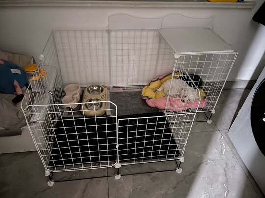 猫碗狗碗